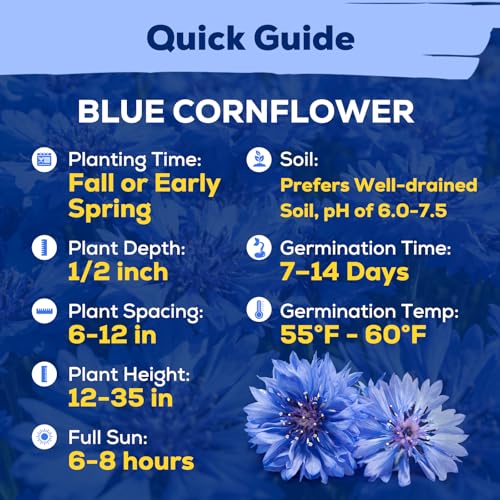 6000+ Cornflower Seeds Perennial for Planting