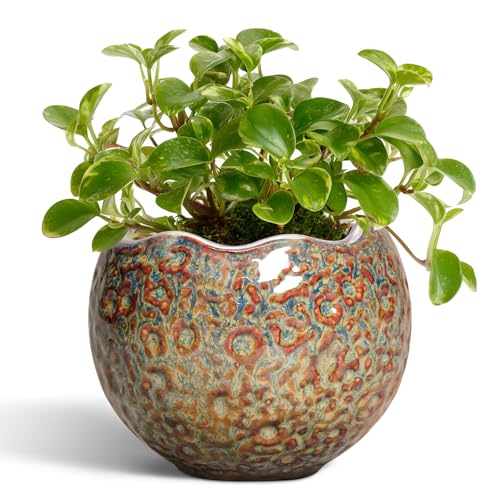 Ceramic Pots for Plants (4.5 Inch / Speckled-brown)