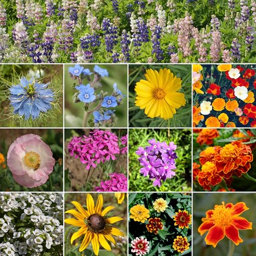 Colorscape Bulk Wildflower Seeds (16 Ounce)