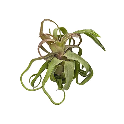 Live Air Plants (1 Pack / Large)
