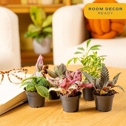 Mini Houseplants (Mini (4 Inches Tall) / 20-Pack)