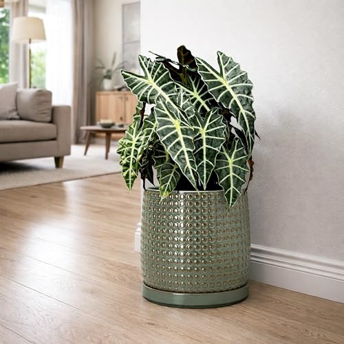 Beaded Ceramic Pot with Saucer (10.2 Inch / Olive)