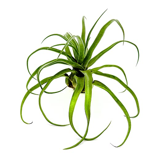 Live Air Plants (1 Pack / Jumbo)