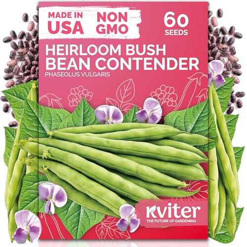 60 Contender Bush Bean Heirloom Vegetable Seeds