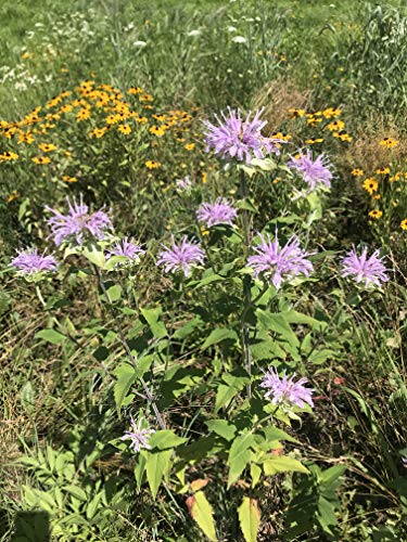 Native Grass & Wildflower Refuge