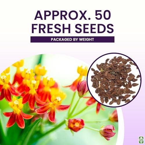 Blood Flower Milkweed Seeds for Planting (2.81 Ounce)