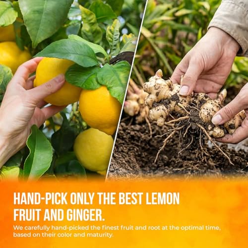 Premium 150 Bags Lemon Ginger Tea (1 Count)