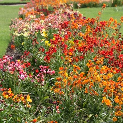 English WallFlower Seeds