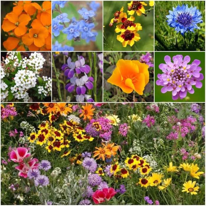 Wildflower Seeds Low Growing 2 Ounce Heirloom Bulk Pack