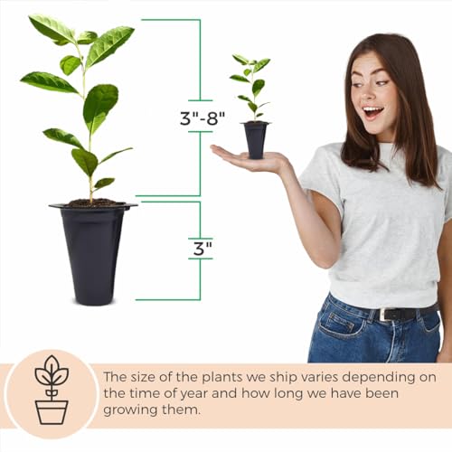 Yerba Mate Tea Plant (4 Count)