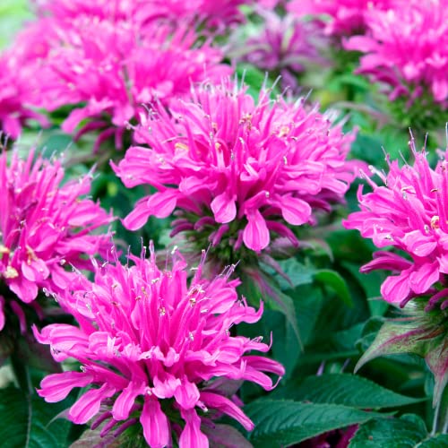Grow Your Own Vibrant Wildflower Garden Mixture (100 Count)
