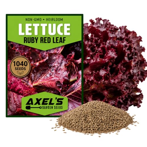 1 040+ Red Leaf Lettuce Seeds for Planting