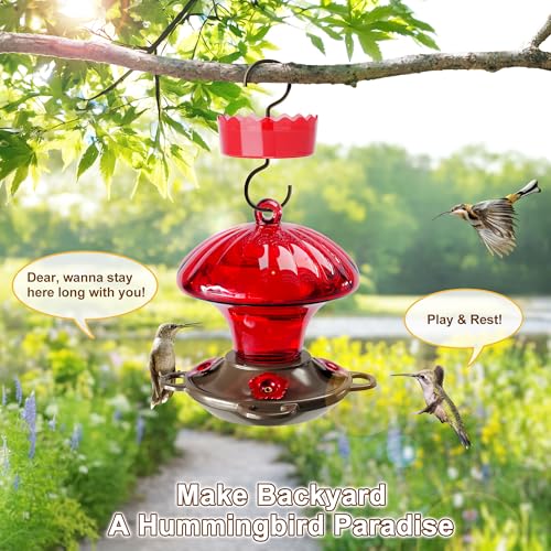 Glass Hummingbird Feeders for Outdoors Hanging