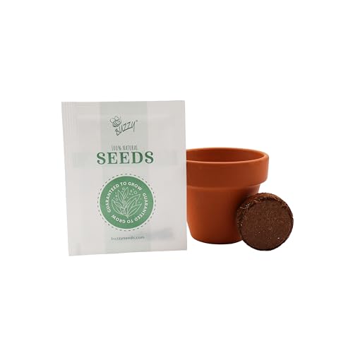 Seeds Spruce Tree Grow Kit 12 (12 Count)
