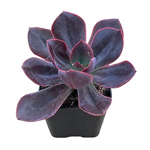 Echeveria Linda Jean Live Succulent Plant (Echeveria Linda Jean)