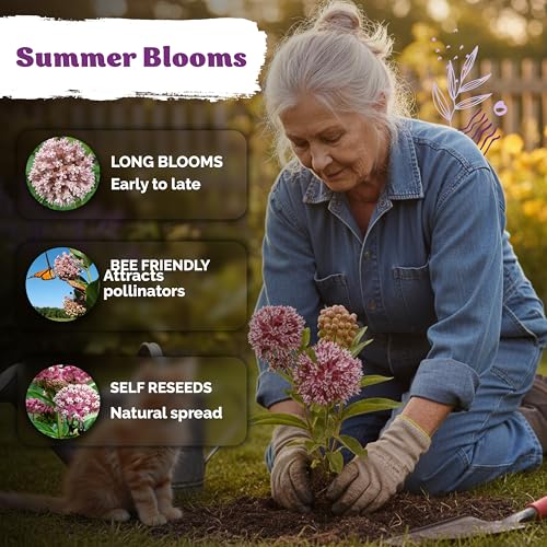 150 Common Milkweed Heirloom Flower Seeds for Planting