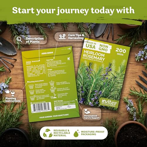 200 Rosemary Heirloom Herb Seeds for Planting