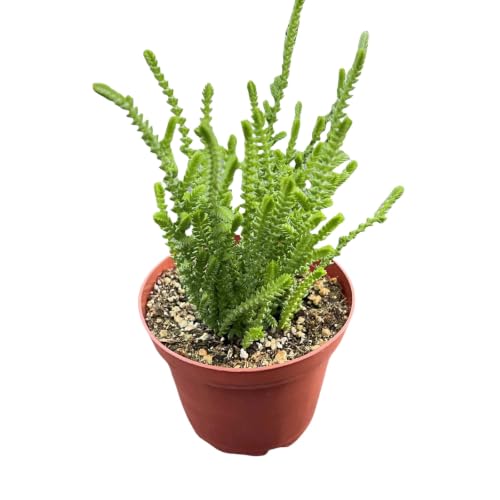 4" Rare Live Succulent Plants Crassula muscosa ((Bright Green) Crassula muscosa)