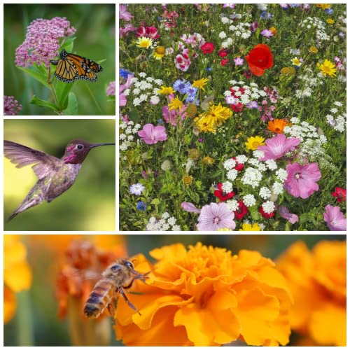 Mountain Valley Seed Co Wildflower Seeds Pollinator Collection Includes 3 (15000 Count)