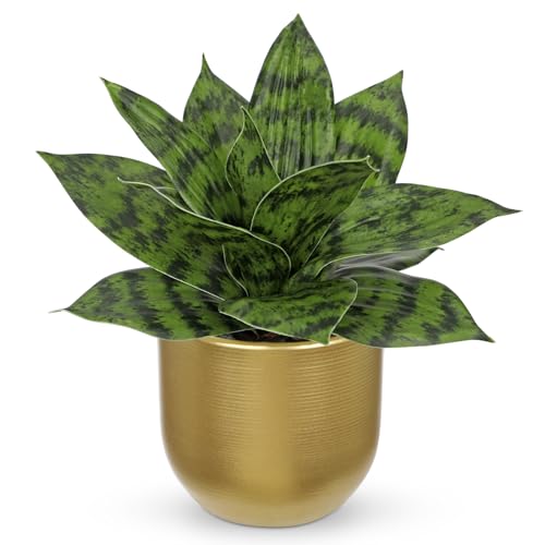 Artificial Snake Plants 9" Faux Agave Succulent Plant Potted in Gold Pot Fake Sansevieria Aloe Tropical Plant for Desk Modern Office Home Bathroom Indoor Outdoor Decor