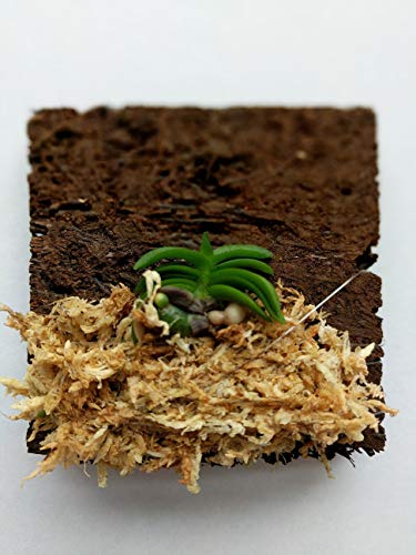 Schoenorchis Fragrans