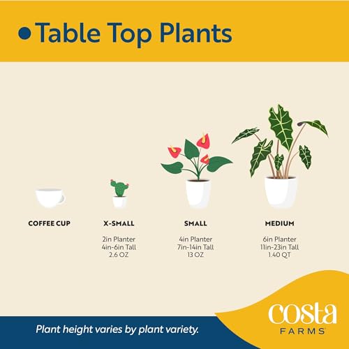 Mini Plants Live Indoor Plant (Mini (4 Inches Tall) / 12-Pack)