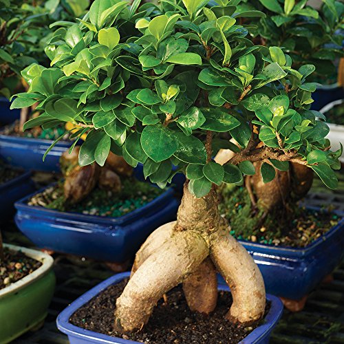 Medium Live Ficus Bonsai Tree (Medium / CERAMIC POT)