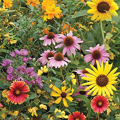 Bentley Pollination Celebration Wildflower Seed Packets (25 Count)