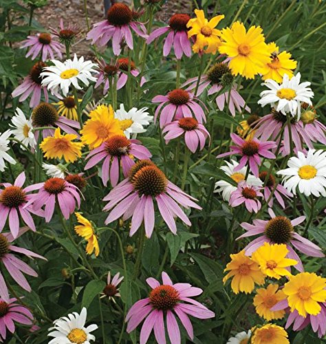 All Perennial Wildflower Seed Mix