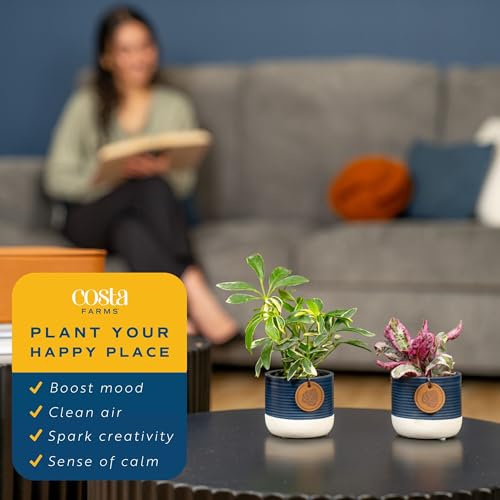 Mini Houseplants (Mini (4 Inches Tall) / 20-Pack)