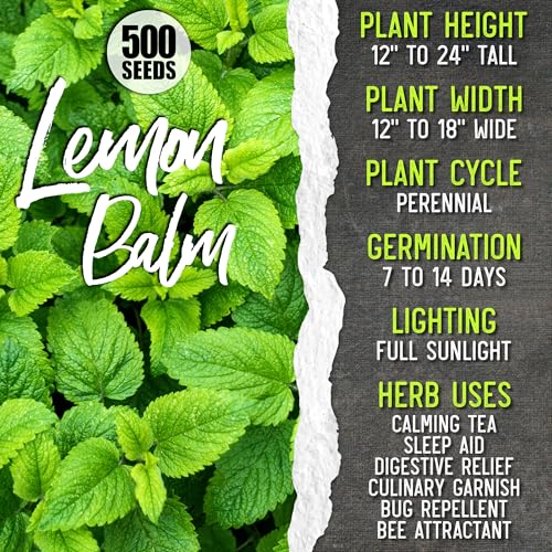 Medicinal Herb Seeds Variety Pack of 6 Tea & Infusion Collection