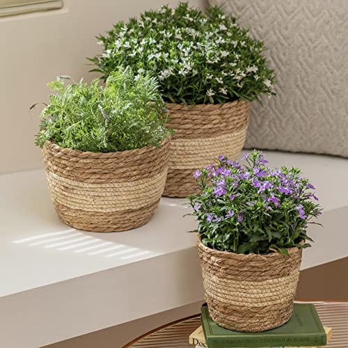 Seagrass Basket Planters for Indoor Plants