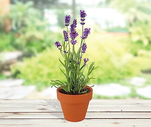 Seeds Lavender Grow Kit 20 (20 Count)