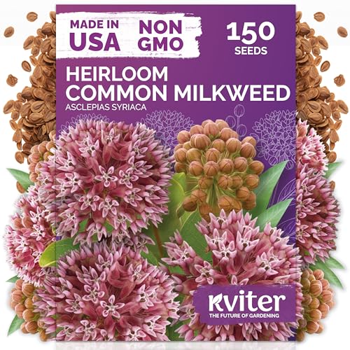 150 Common Milkweed Heirloom Flower Seeds for Planting