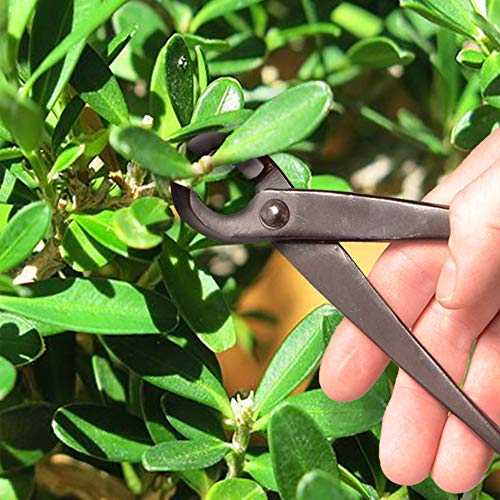 Bonsai Basics Set