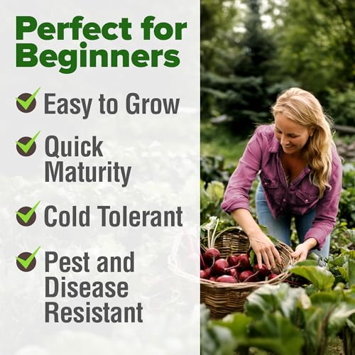 Detroit Dark Red Beet Seeds