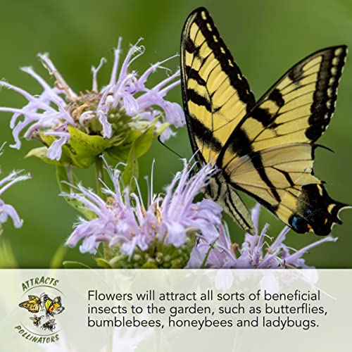 Partial Shade Wildflower Seeds Heirloom 2 Ounce Bulk Pack (30000 Count)