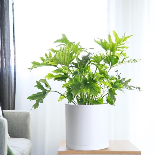 2 Pack White Plastic Planters with Saucers (10")