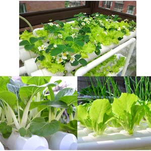 Hydroponic 36 Sites Grow Kit Grow System for Leafy Vegetables with 110V Pump Vertical