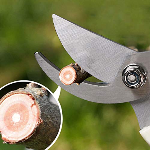 Garden Shears Set of 2
