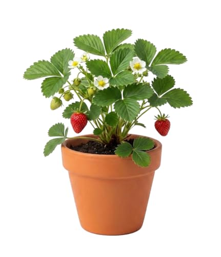 Seeds Alpine Strawberry Grow Kit 12 (Terracotta)