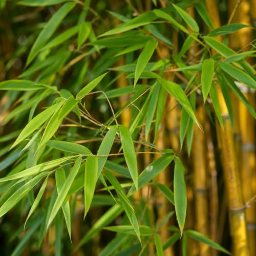 Bamboo Golden Goddess (1 Gallon / 5 Plants)