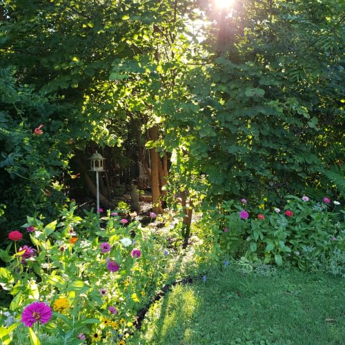 Seeds Wildflower Pollinator Seed Mix