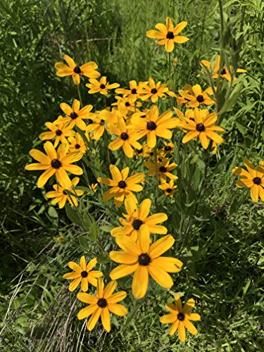 Native Grass & Wildflower Refuge