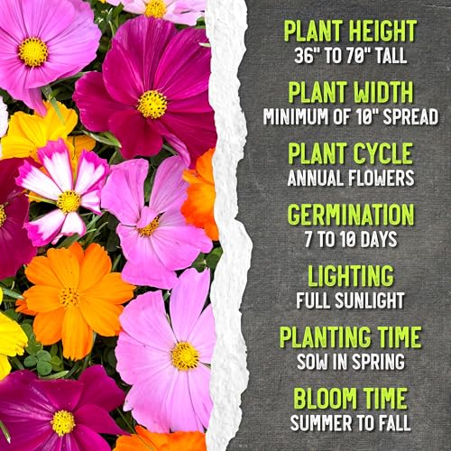 Flower Seeds Cosmos Original Crazy Blend 10+ Varieties Bulk Pack