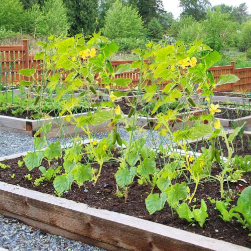 Cucumber Trellis 2 Pack (Grass Green / 39.4" H)