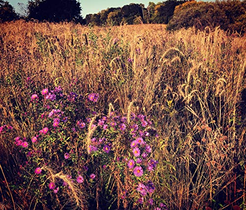 Native Grass & Wildflower Refuge