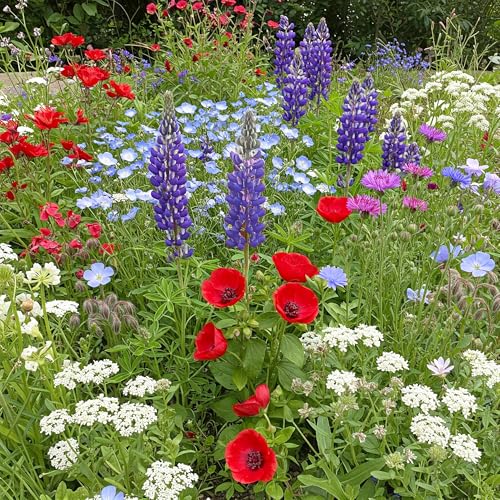 Red White & Blue Bulk Wildflower Seeds (16 Ounce)