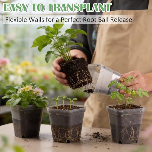 60 Pcs Clear Square Nursery Pots 4 Inch (Clear / 4Inch)