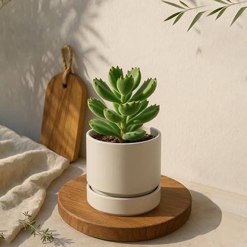 4 Inch Planter Pot with Drainage Hole & Saucer (4" (6 Pack) / Oatmeal)